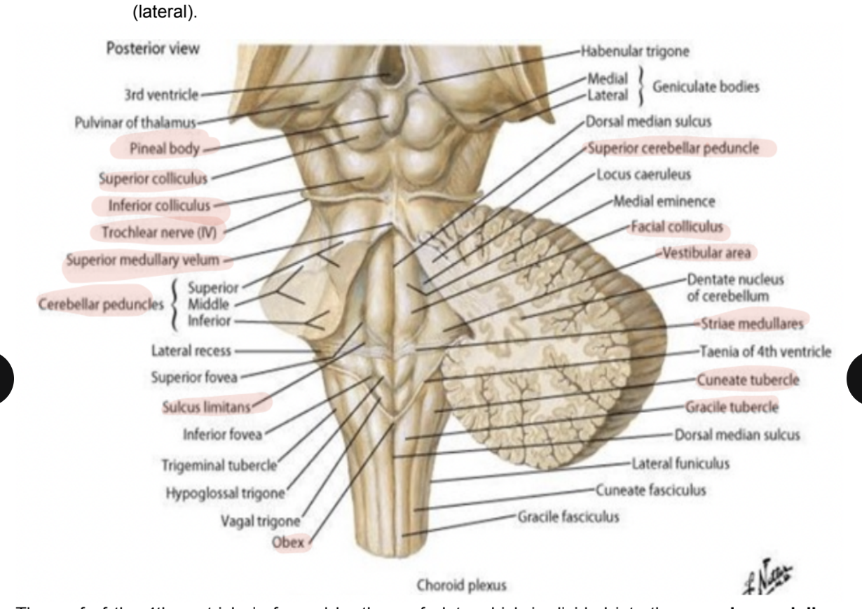 <ul><li><p>The gracile tubercle &amp; the cuneate tubercle</p></li><li><p>In these tubercles, we find the gracilis nucles &amp; the nucleus cuneatus — part of the closed portion of the medulla</p></li><li><p>The white matter of the spinal cord forms the dorsal column, which can be divided into a gracile &amp; cuneate fasciculus, which will stop at the level of the nuclei, forming the tubercles</p></li><li><p>The obex represents the place where the ependymal canal communicates with the 4th ventricle</p><ul><li><p>(At the beginning of the open portion of the 4th ventricle) </p></li></ul></li></ul>