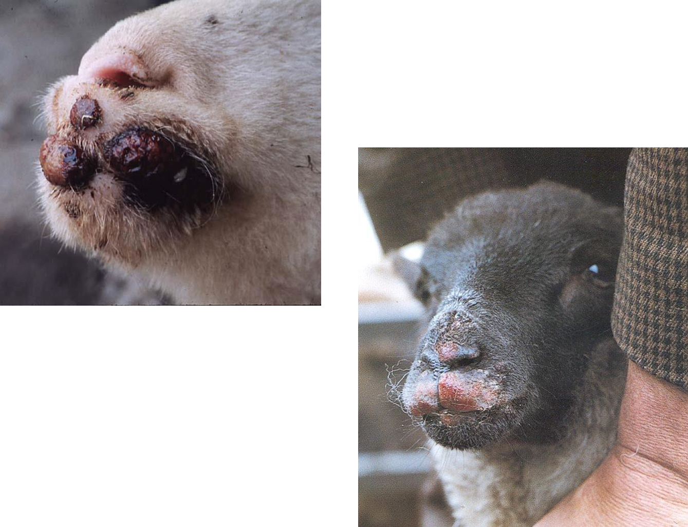 <p><span>▶</span><span style="font-family: "Lucida Sans Unicode";"><span> </span></span><span style="font-family: "Trebuchet MS";"><span>Contagious ecthyma, orf</span></span></p><p><span>▶</span><span style="font-family: "Lucida Sans Unicode";"><span> </span></span><span style="font-family: "Trebuchet MS";"><span>Pox virus – causes proliferative sores in mouth and other areas</span></span></p><p><span>▶</span><span style="font-family: "Lucida Sans Unicode";"><span> </span></span><span style="font-family: "Trebuchet MS";"><span>Rarely fatal – weight loss because of reluctance to eat</span></span></p><p><span>▶</span><span style="font-family: "Lucida Sans Unicode";"><span> </span></span><span style="font-family: "Trebuchet MS";"><span>Can be vaccinated against if in herd</span></span></p><p><span>▶</span><span style="font-family: "Lucida Sans Unicode";"><span> </span></span><span style="font-family: "Trebuchet MS";"><span>Zoonotic</span></span></p><p></p>