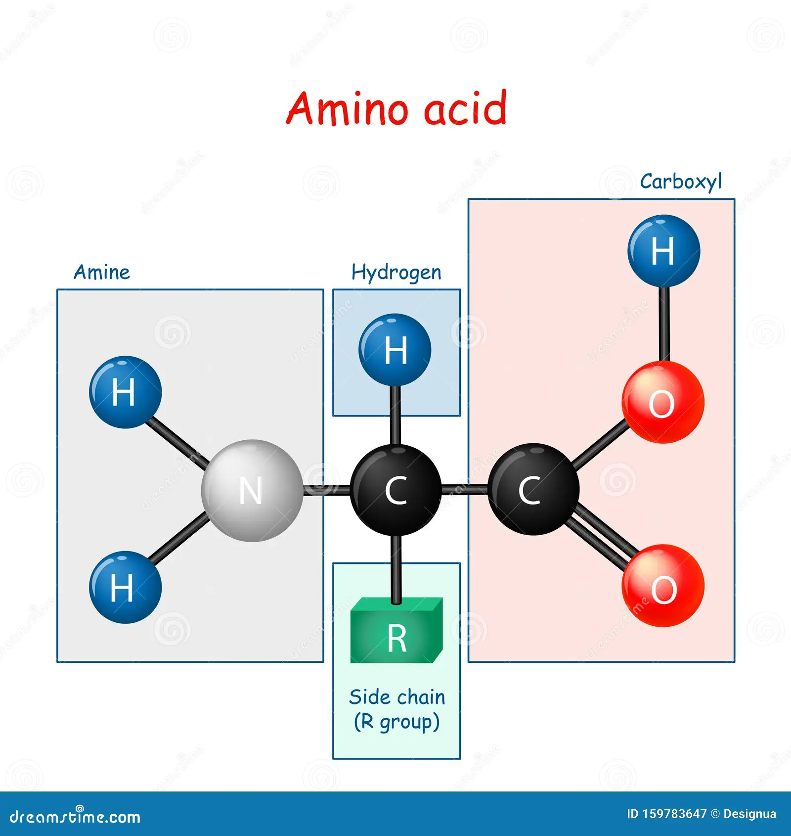 <p>simple organic compound: both a carboxyl &amp; amino acid group</p>