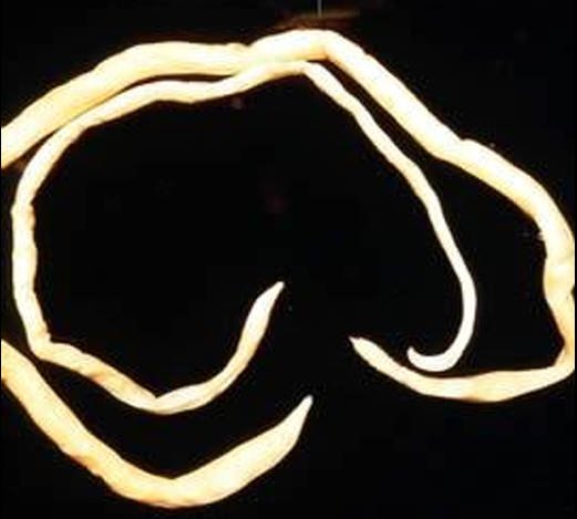 <ol><li><p><em><u>Toxocara vitulorum</u></em></p></li><li><p>Small intestine</p></li><li><p>Cattle &amp; Water buffaloes</p></li></ol><p></p>