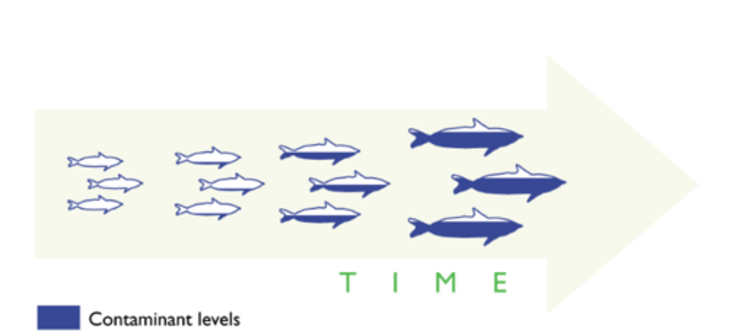 <p>A process in which concentrations of harmful substances like DDT or other pollutants INCREASE in organisms over time.</p>