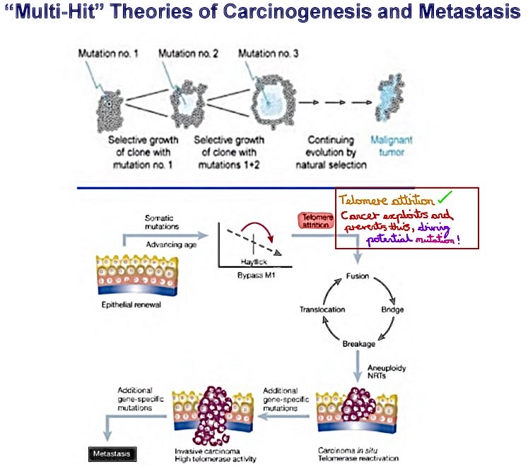 <p>"Cancer cells activate telomerase, a protein typically turned off after development, which extends telomere length, preventing shortening and allowing indefinite division, causing cell immortality."</p>