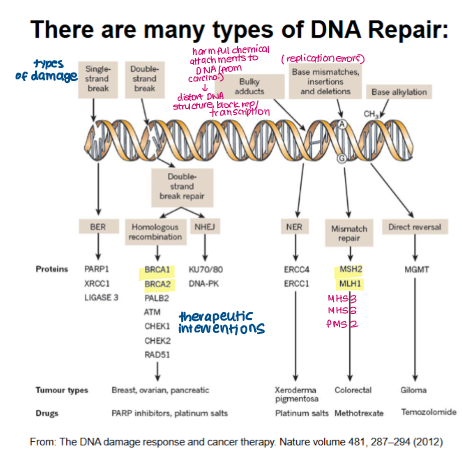 <ul><li><p>type of lesion</p></li><li><p>stage of cell cycle</p></li></ul><p></p>