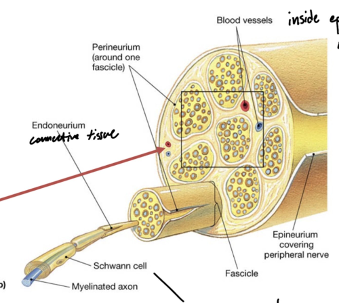<p>epineurium -- outside</p><p>perineurium -- inside</p>