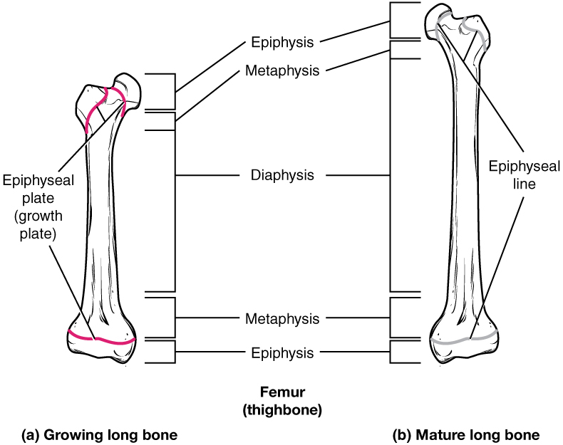 <p><span>Once the cartilage growth stops and is fully replaced by bone, marking the end of bone growth in length</span></p>