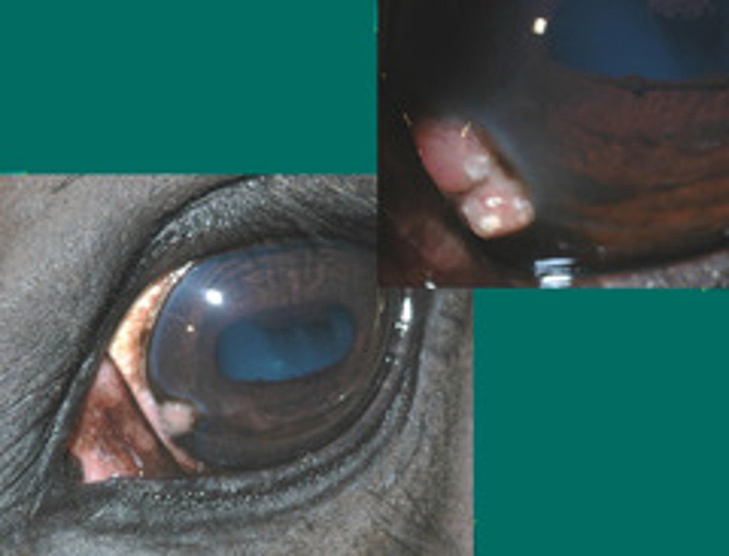 <p>What is the best treatment for eosinophilic keratitis?</p>