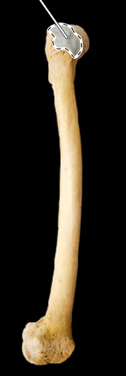 <p>Femur, lateral view, right side</p>
