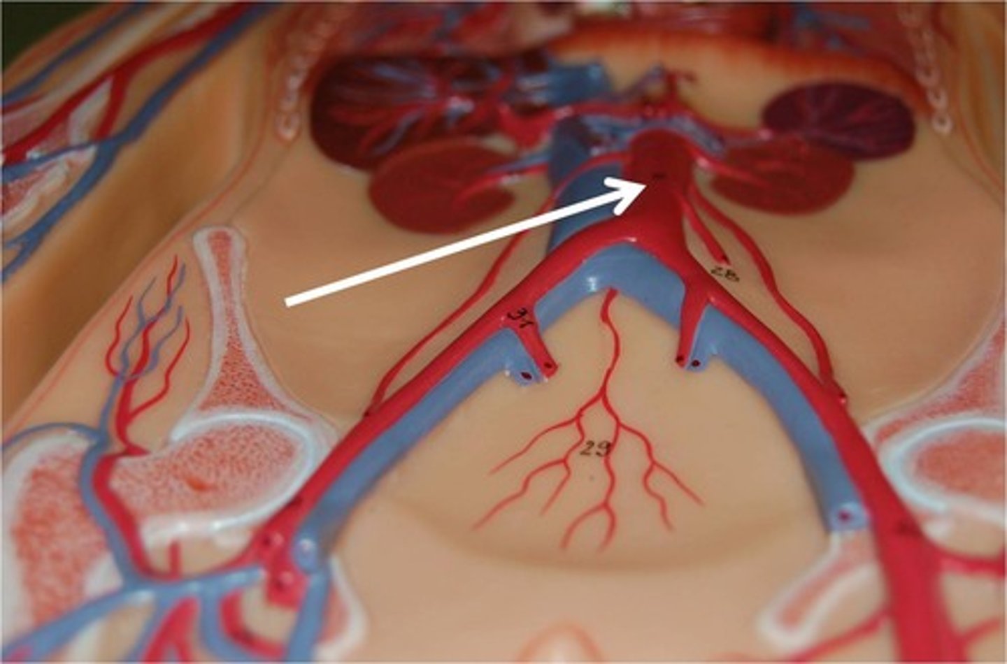 knowt flashcard image