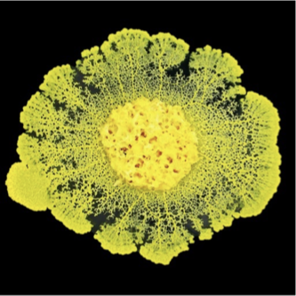 <p>The specimen above is from the phylum:</p><p>A. Amoebozoa</p><p>B. Bacilliarophyta</p><p>C. Phaeophyta</p><p>D. Rhizopoda</p>