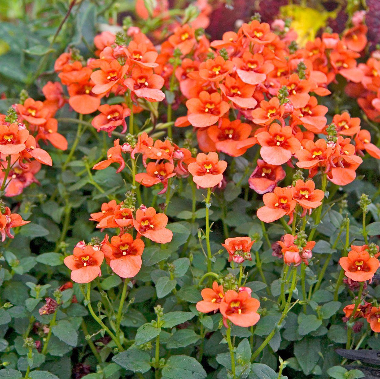 <p>long heart shaped leaves</p>
