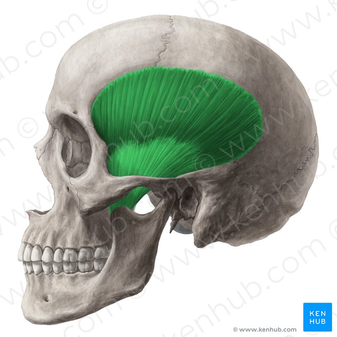 <p>Origin: Temporal fossa Insertion: Anterior mandibular ramus; Anterior coronoid process Actions: Elevates mandible</p>