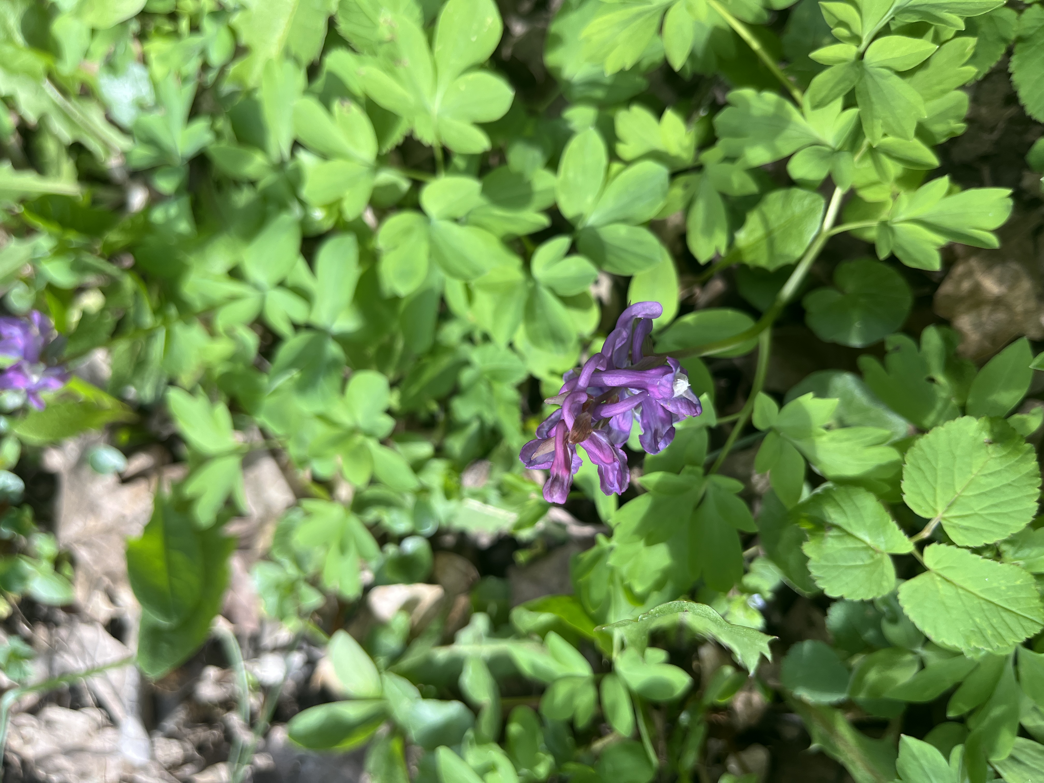<p>dymnivka dutá<span>, </span>corydalis cava</p>