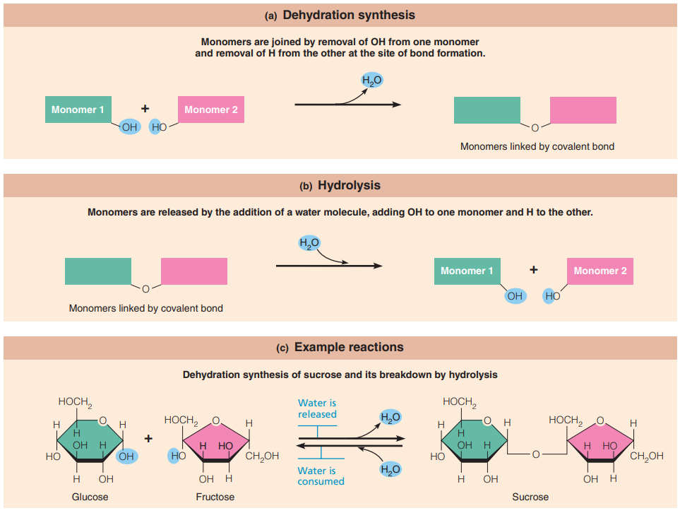 Dehydration synthesis and hydrolysis  | © Marieb & Hoehn's Human Anatomy & Physiology