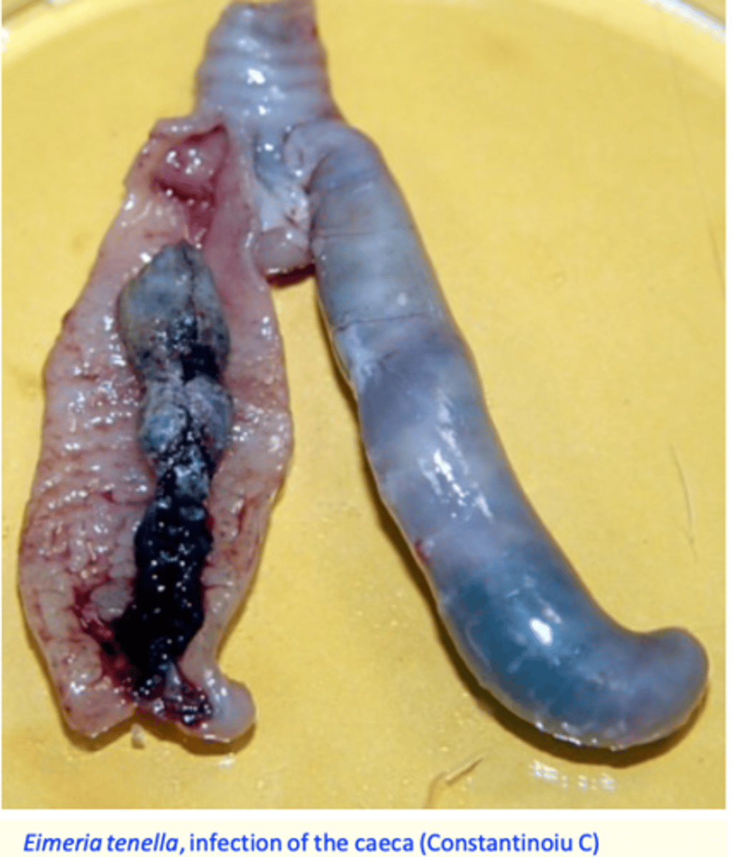<p>• Species and strain</p><p>E. tenella and E. necatrix are the most pathogenic;</p><p>Dose and rate of infection</p><p>Infections with high numbers of oocysts in short time -&gt; disease.</p><p>Pathogensis depends on:</p><p>Age, breed, immunologic experience of the host;</p>