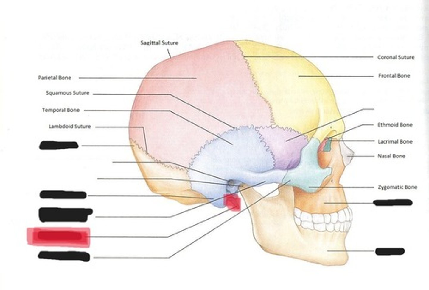 <p>Styloid process of the temporal bone</p>