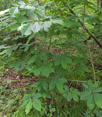 <p>What is the scientific name (genus and specific epithet) of this tree (sometimes called a shrub)?</p>