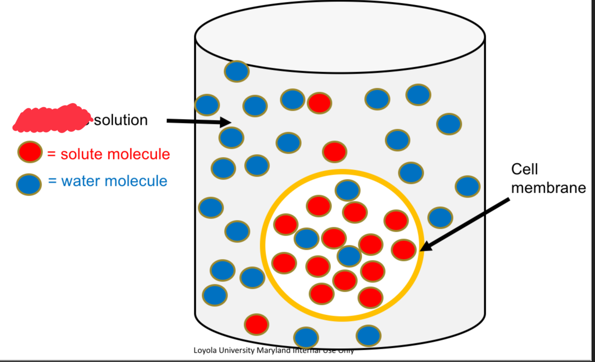 <p><strong>Hyper</strong>tonic solution</p>