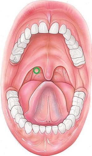 pulls velum down and back