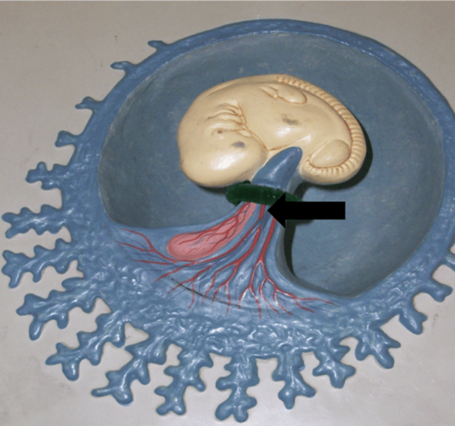 <p>Name the structure</p>