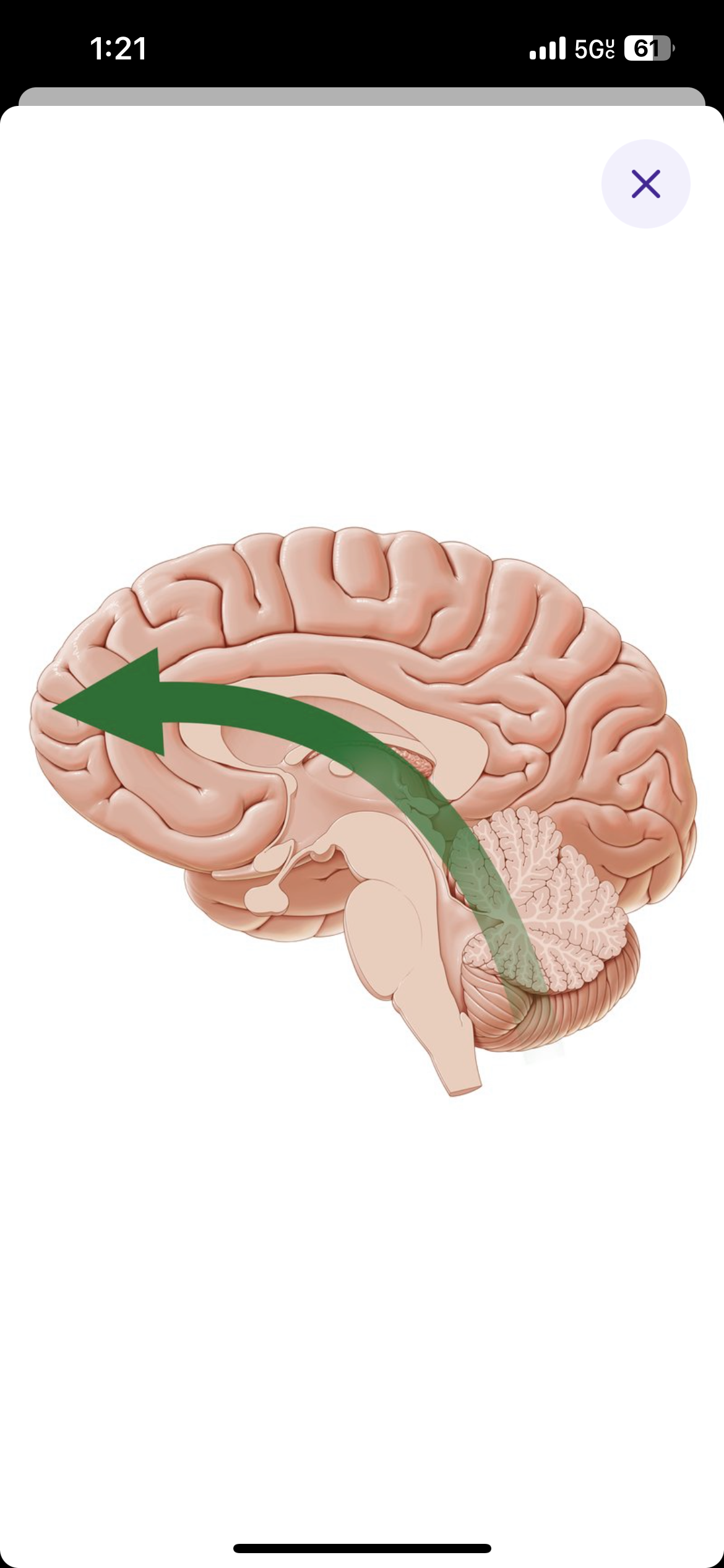 <p>Direction towards the nose or front of the head\face</p>