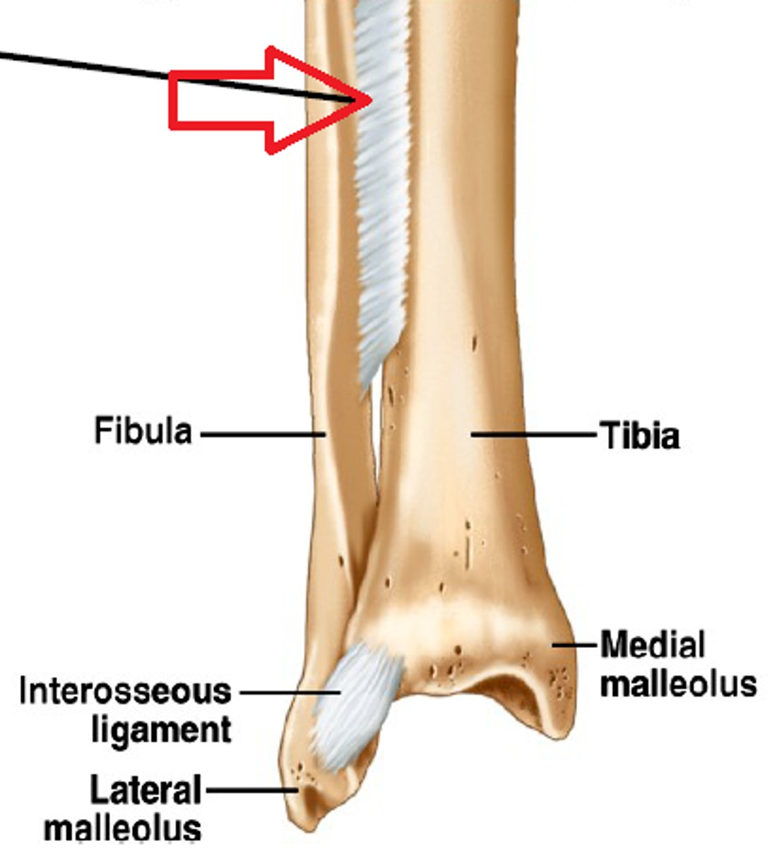 <p>bones connected by ligaments</p>