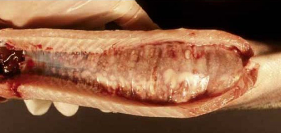 <ul><li><p><span style="font-family: "Century Gothic";"><span>&nbsp;hard, white, crunchy</span></span></p><ul><li><p><span style="font-family: "Century Gothic";"><span>might increase in response to cancers, metabolic problems, dietary issues if bad + chronic injuries</span></span></p></li></ul></li></ul><p></p>