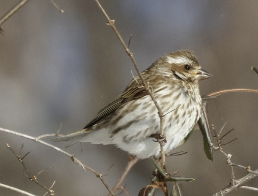 <p>What is this bird?</p>