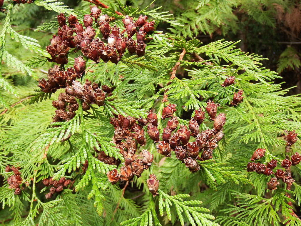 <p>-Striated bark<br>-Scaly needles</p>