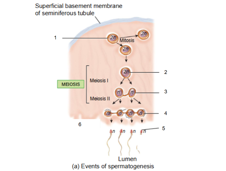 <p>6 - Spermatid —&gt; Sperm </p>