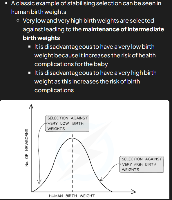 <p>natural selection that keeps allele frequencies constant over generations meaning that allele frequencies stay constant unless there’s a change in environment e.g. human birth weights</p>