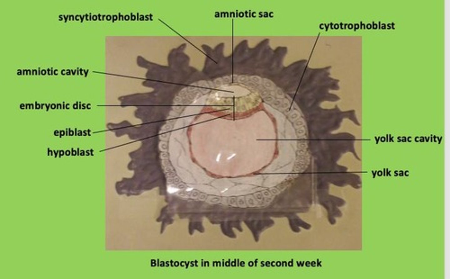 <p>4 membranes that serve the developing embryo: Amnion, Chorion, Placenta, Yolk sac, Allantois</p>