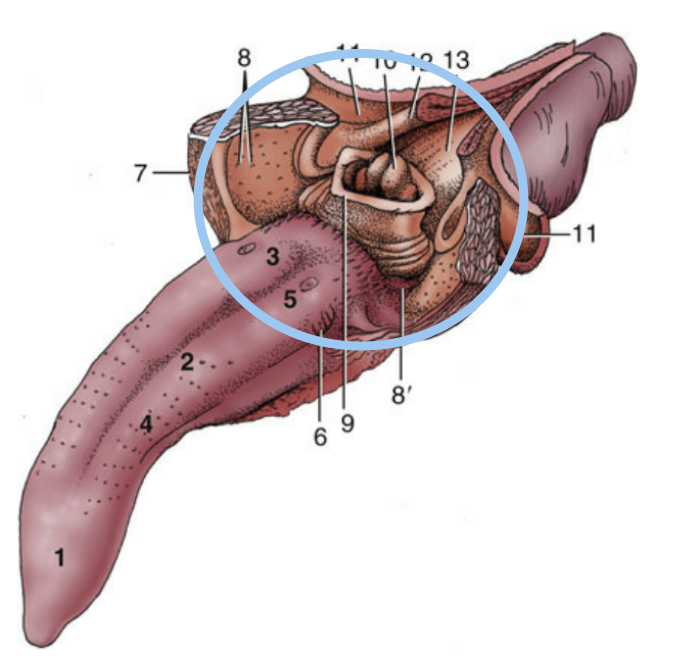 term image