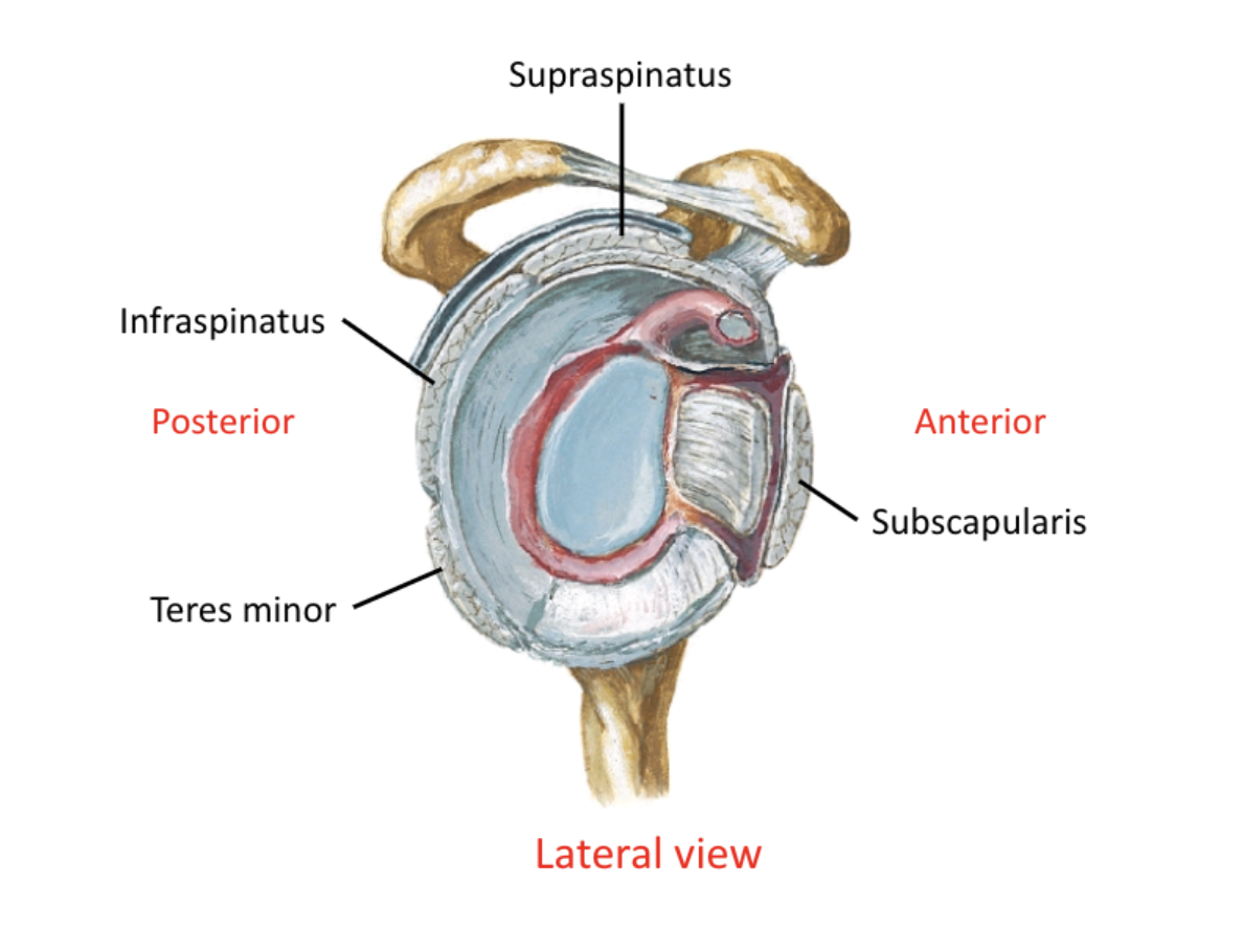 <ol><li><p>supraspinatus&nbsp;</p></li><li><p>infraspinatus</p></li><li><p>teres minor</p></li><li><p>subscapularis</p></li></ol><p></p>