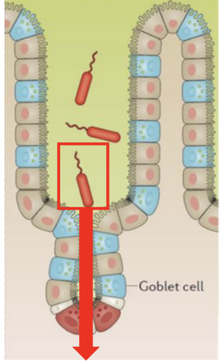 <p>Infectious agents e.g. <em>Salmonella Typhi</em> often use specialised mechanisms, <span style="color: green;"><strong><span>such as flagella</span></strong></span>,<strong> to “swim” through mucus and reach the epithelium via the </strong><span style="color: green;"><strong><span>crypt </span></strong></span><strong>where stem cells are found </strong></p>