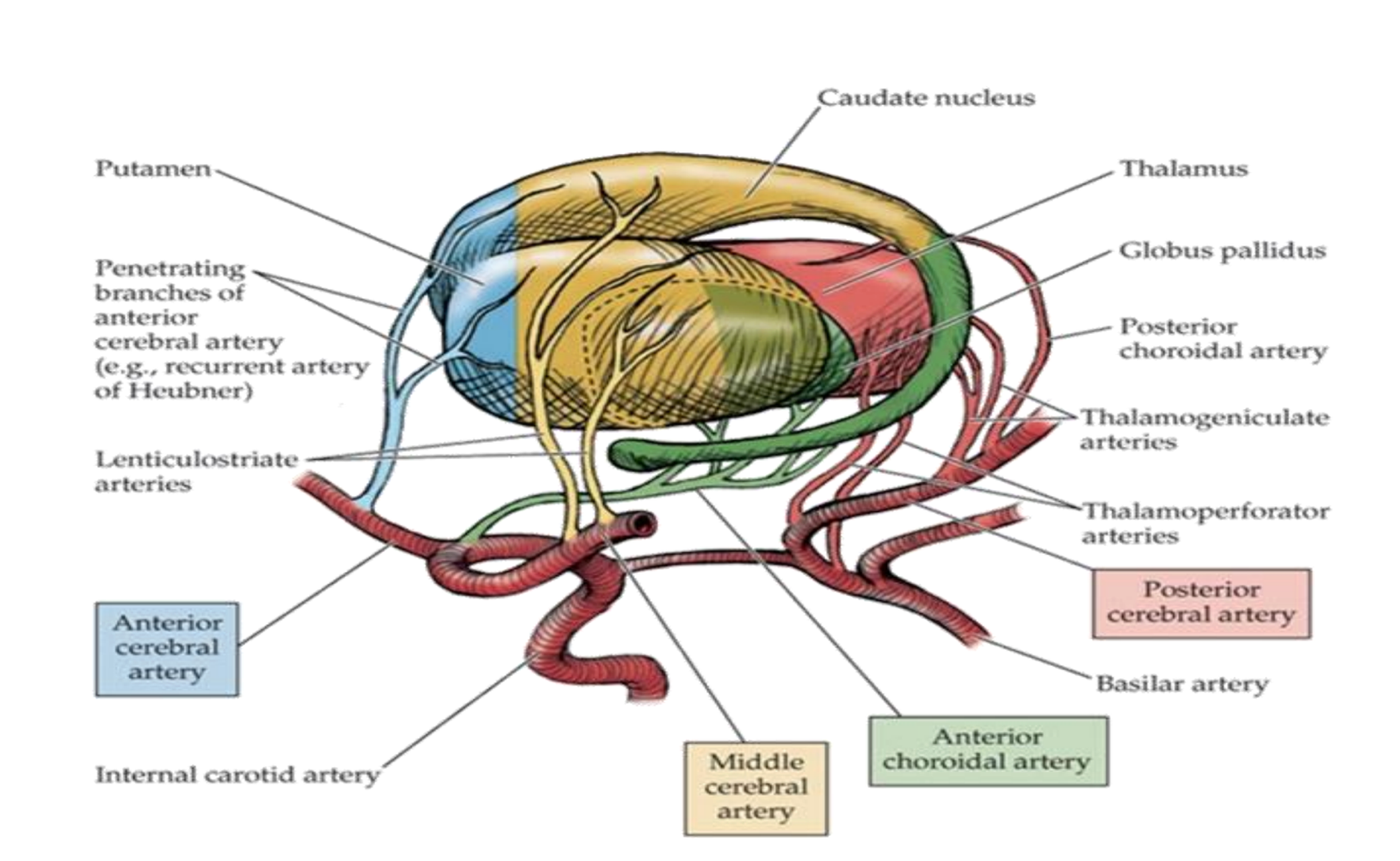 <ul><li><p>Middle cerebral artery</p></li><li><p>Branches from anterior cerebral artery (anterior part)</p></li></ul><p></p>