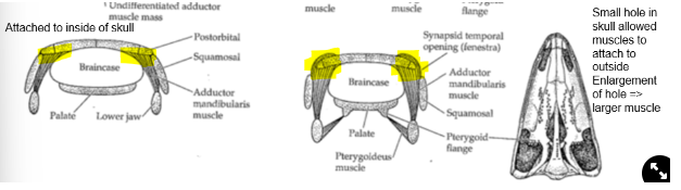 <ul><li><p>Non-amniotes→ muscle is attached to the <strong>inside of the skull</strong></p></li><li><p>Amniotes→ muscles are attached to the top of the <strong>outside of the skull</strong> through gaps in the bones, allows muscle enlargement and an improved jaw</p></li></ul>