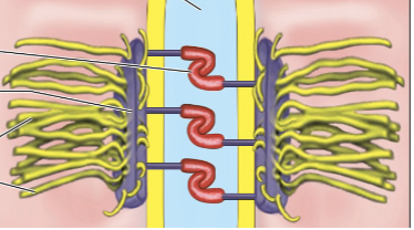 <p>Desmosome</p>