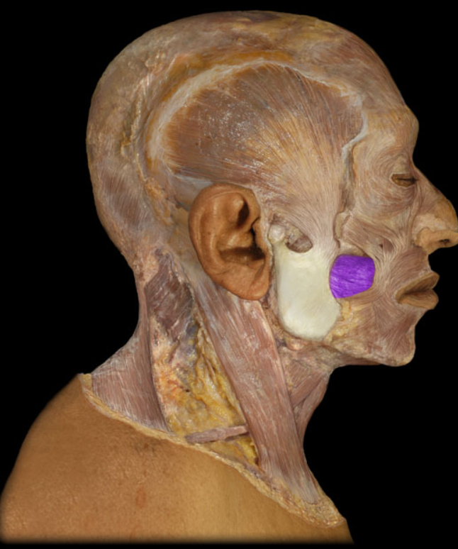 <ul><li><p>Action: Compression of cheek (e.g., inflating a balloon; playing a wind musical instrument)</p></li><li><p>Origin: Pterygomandibular raphe, Maxilla (lateral aspect), Mandible (lateral body)</p></li><li><p>Insertion: Blends with muscles at angle of mouth</p></li><li><p>Innervation: Facial nerve (CN VII)</p></li></ul><p></p>
