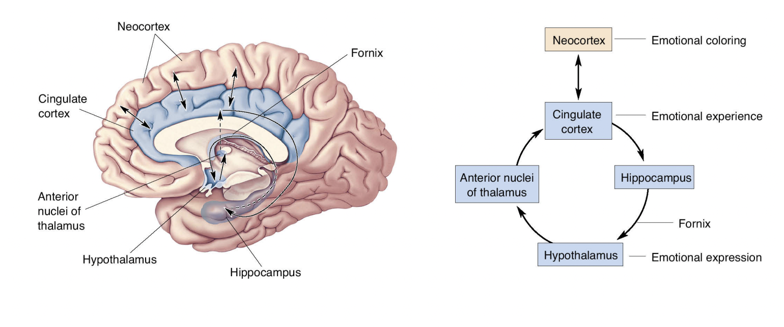 <p>Limbic structures, including cortex, involved in emotion</p><ul><li><p>hippocampus</p></li><li><p>hypothalamus</p></li><li><p>thalamus</p></li><li><p>cingulate cortex</p></li><li><p>neocortex</p></li><li><p>fornix</p></li></ul>
