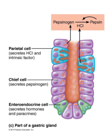 <ul><li><p>secrete Hydrochloric acid (HCl), which denatures protein, activates pepsin, breaks down plant cell walls, and kills many bacteria</p></li><li><p>secretes Intrinsic factor: a glycoprotein req. for necessary absorption of vit. B12 in small intestine(ilium)</p><ul><li><p>without it=pernicious anemia</p></li></ul></li></ul><p></p>