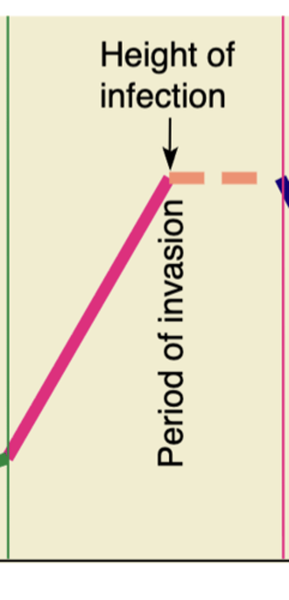 <p>multiplies at high levels, becomes well-established; more specific signs and symptoms</p>