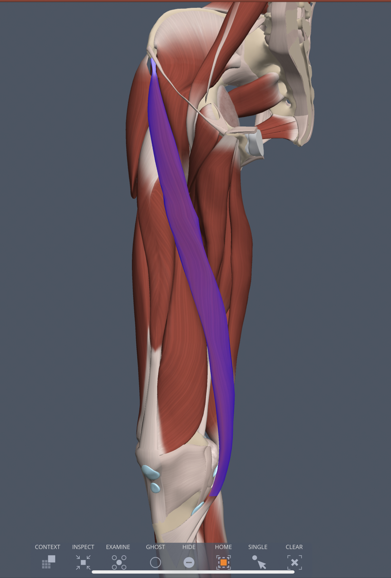 sartorius (anterior thigh) action
