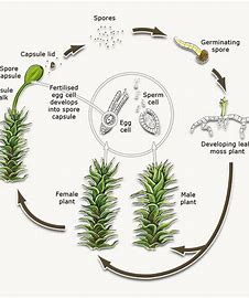 <p>Non vascular, no true roots, simple stem and leaves, reproduce through spores </p>