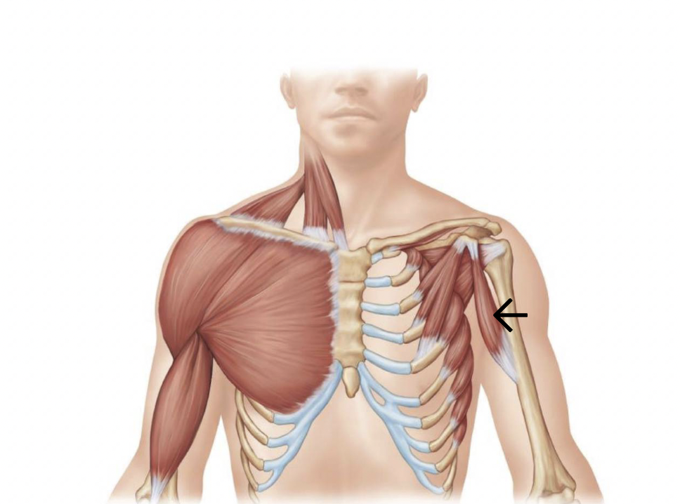 <p>ID muscle</p>