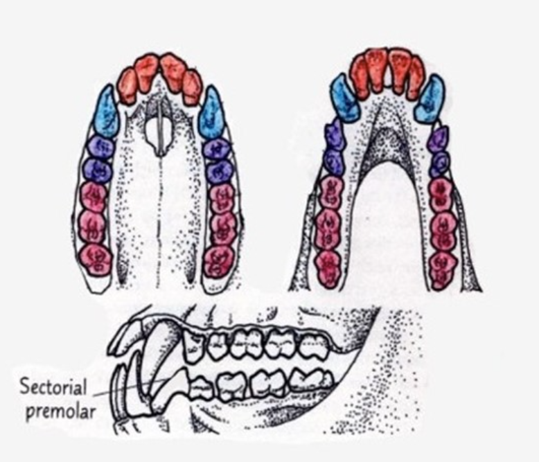 <p>Tooth Morphology/Diet</p>
