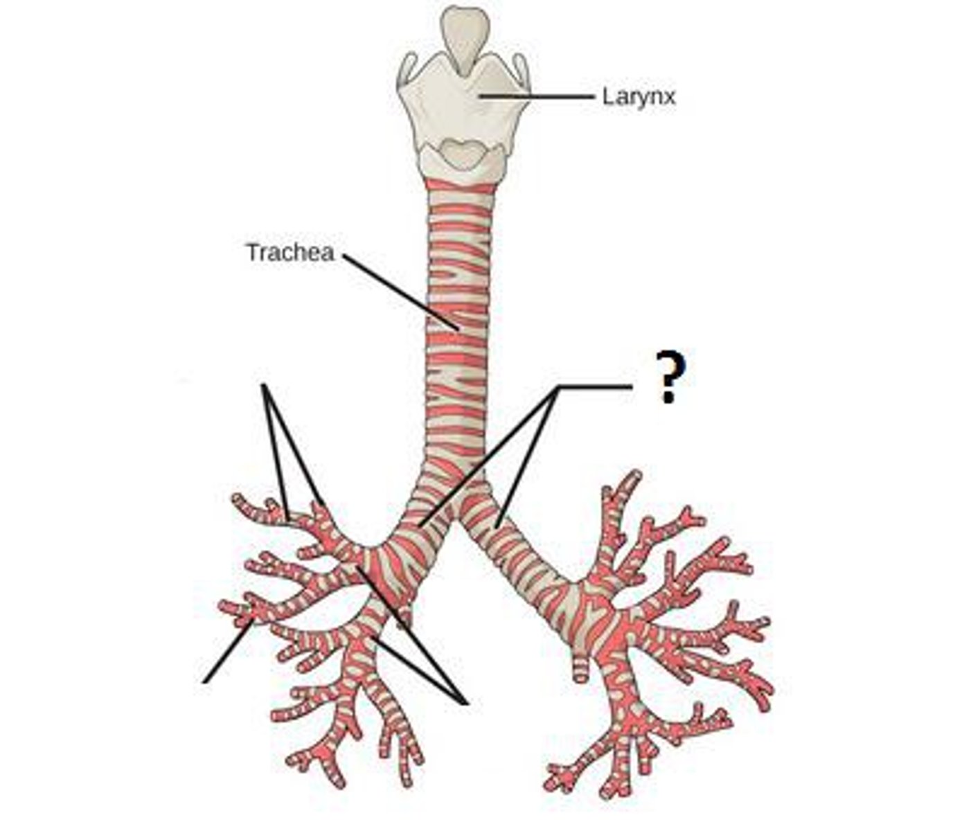 <p>(singular form)</p>