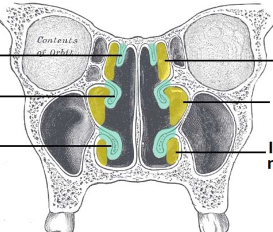 <p>-provides spaces to warm air -behind nose hole</p>