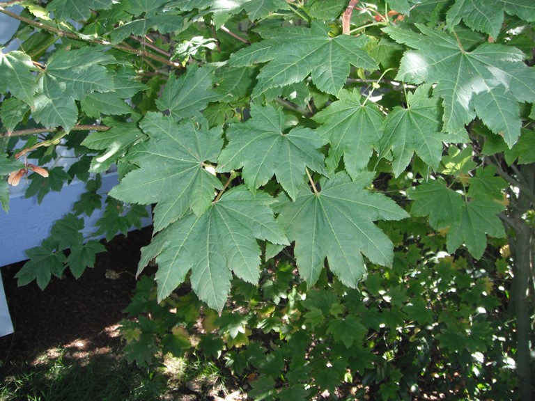 <p>-Smooth bark<br>-flat leaves<br>-7-9 lobed leaves</p>