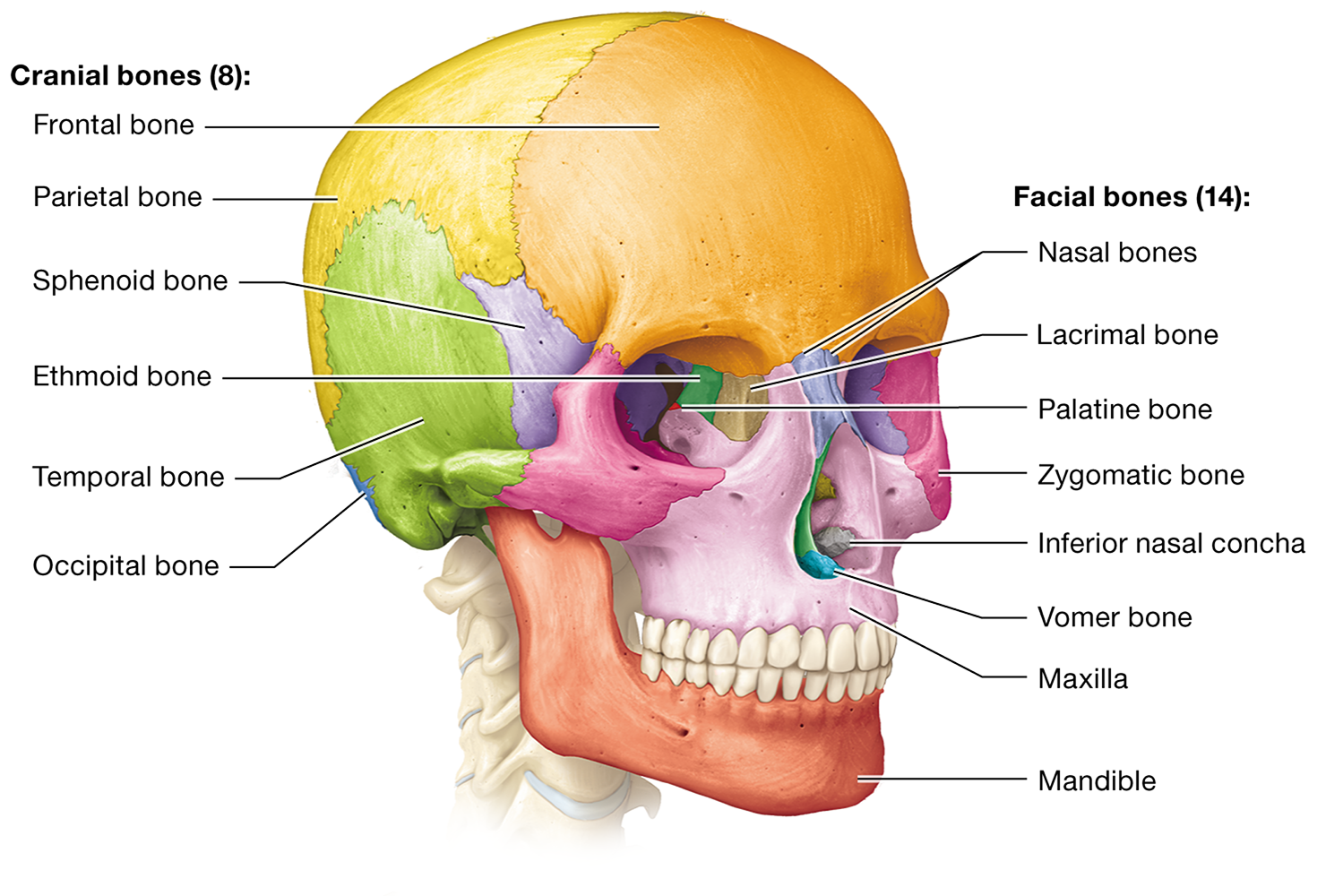 <p><span>The <strong>vomer</strong> and the <strong>perpendicular plate of the ethmoid bone</strong></span></p>