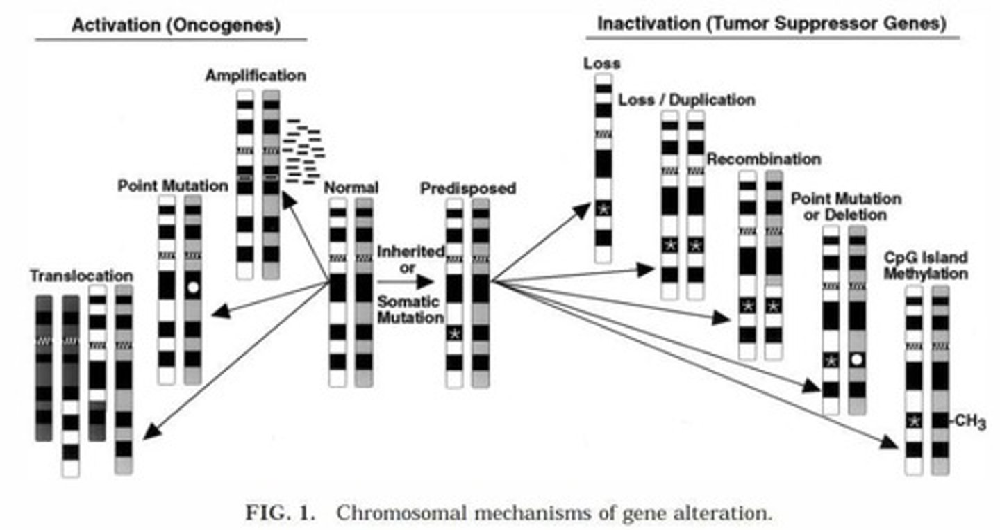 <p>It causes DNA breakage, which is recognized by ATM, leading to p53 activation.</p>